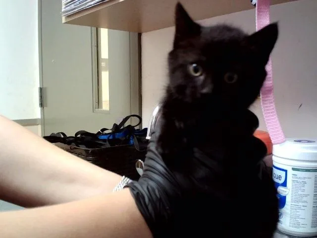 A baby small-sized female Domestic Medium Hair cat named Cumulus for adoption in Martinez, CA