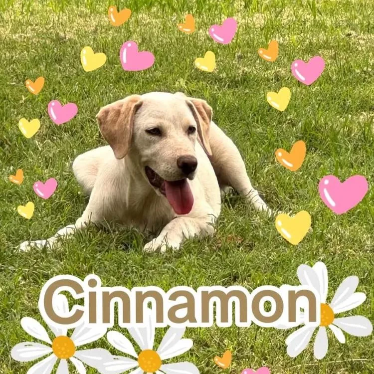 Cinnamon thumbnail 3