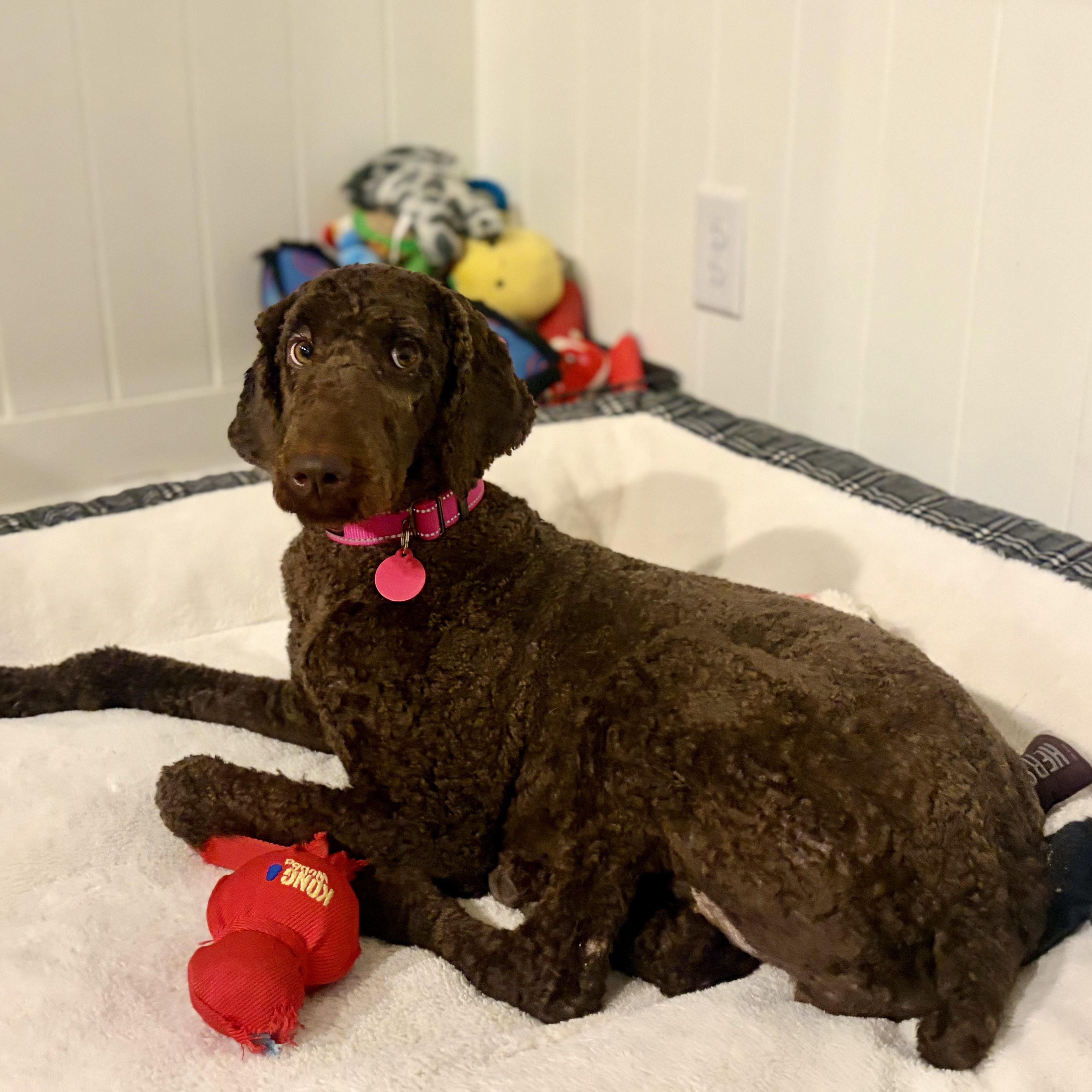 A young medium-sized female Brown / Chocolate Standard Poodle dog named Ellie for adoption in Greensboro, NC