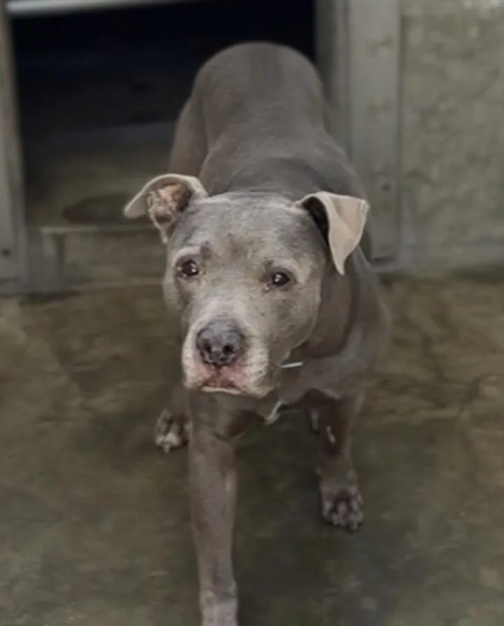 A senior medium-sized male Mixed Breed dog named Blue for adoption in Los Angeles, CA