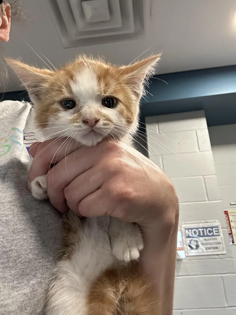 A baby medium-sized male Domestic Medium Hair cat named DJ Comet for adoption in Ontario, NY