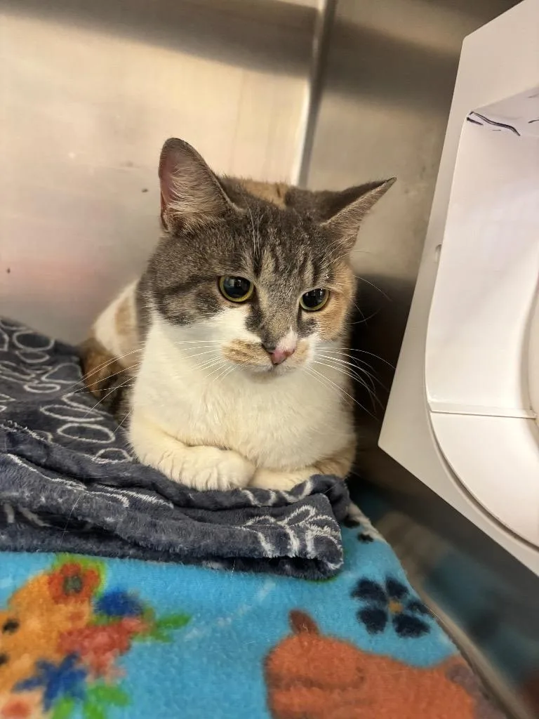 A young large-sized female Calico cat named Nestle for adoption in Liverpool, NY