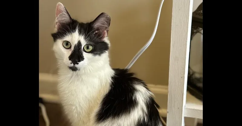 Marguerite Sc thumbnail 3