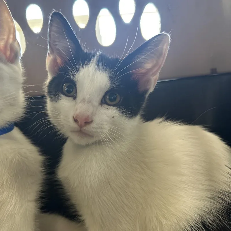 A baby small-sized male White Domestic Short Hair cat named Charlie for adoption in Montgomery, AL