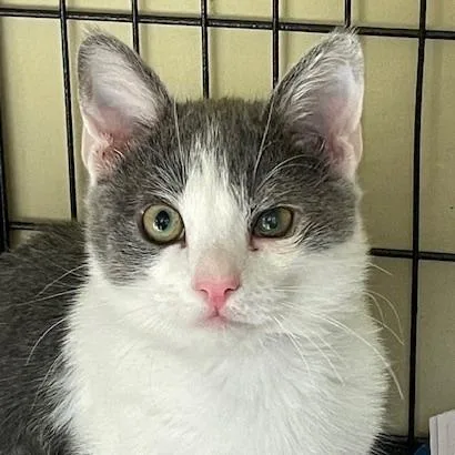 A baby small-sized male White Domestic Short Hair cat named Dr. Pepper for adoption in Long Beach, CA