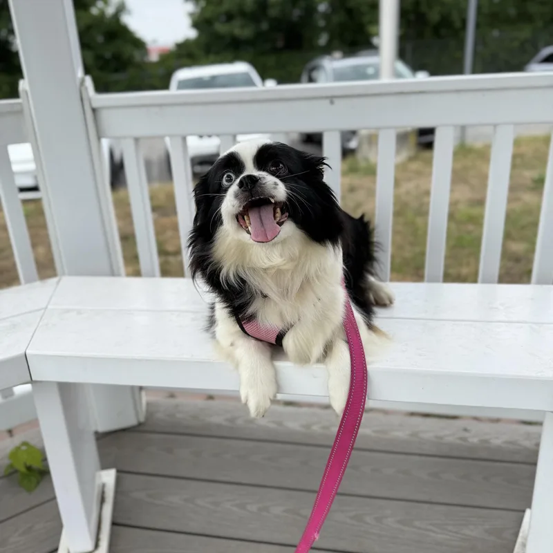 An adult small-sized female Black Pekingese dog named Maya for adoption in New Rochelle, NY