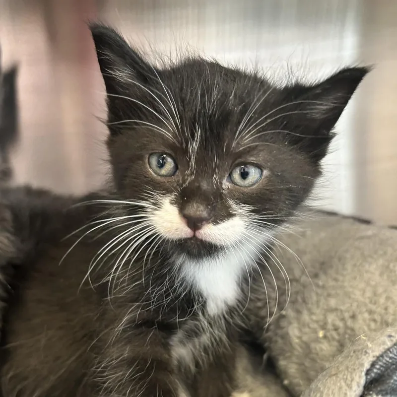 A baby small-sized male Black Domestic Medium Hair cat named Carl for adoption in Madisonville, TN
