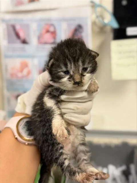 A baby small-sized female Domestic Short Hair cat named Estrella for adoption in Riverside, CA