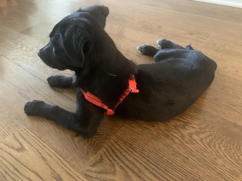 A baby medium-sized female Black Labrador Retriever dog named Sally for adoption in Aurora, IL