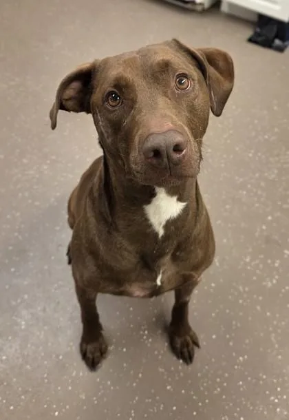A senior large-sized male Doberman Pinscher dog named Hercules for adoption in South Bend, IN