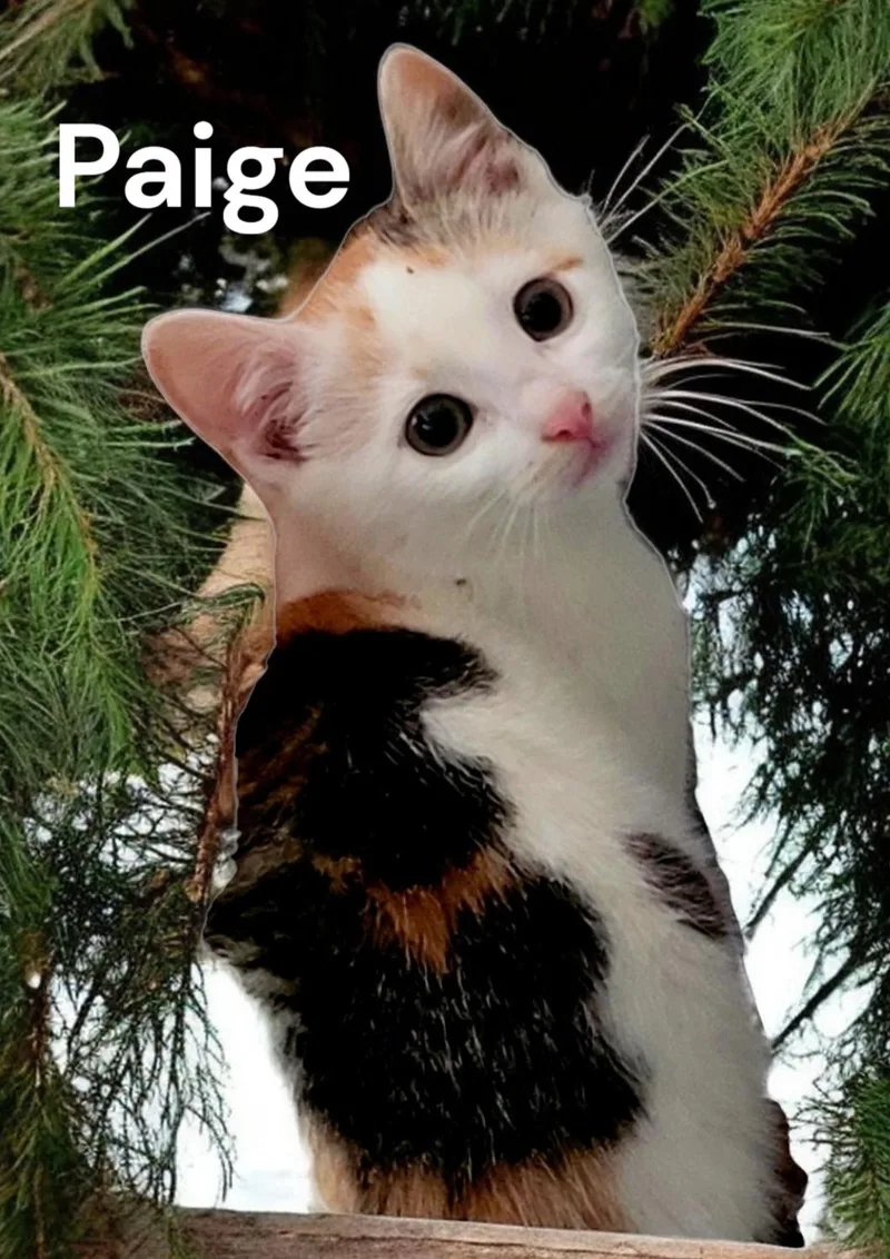 A baby medium-sized female Calico cat named Paige for adoption in Weems, VA