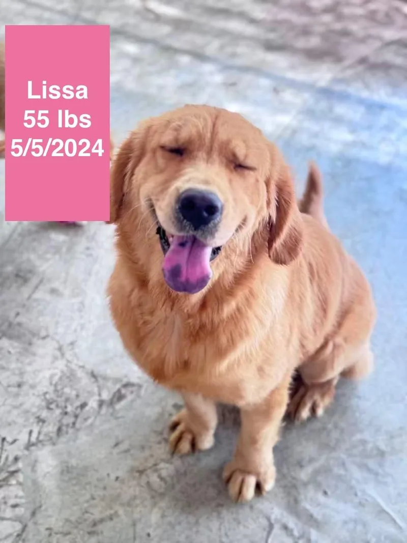 A young small-sized female Golden Retriever dog named Lissa for adoption in Allen, TX