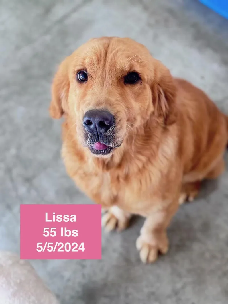 Lissa thumbnail 3
