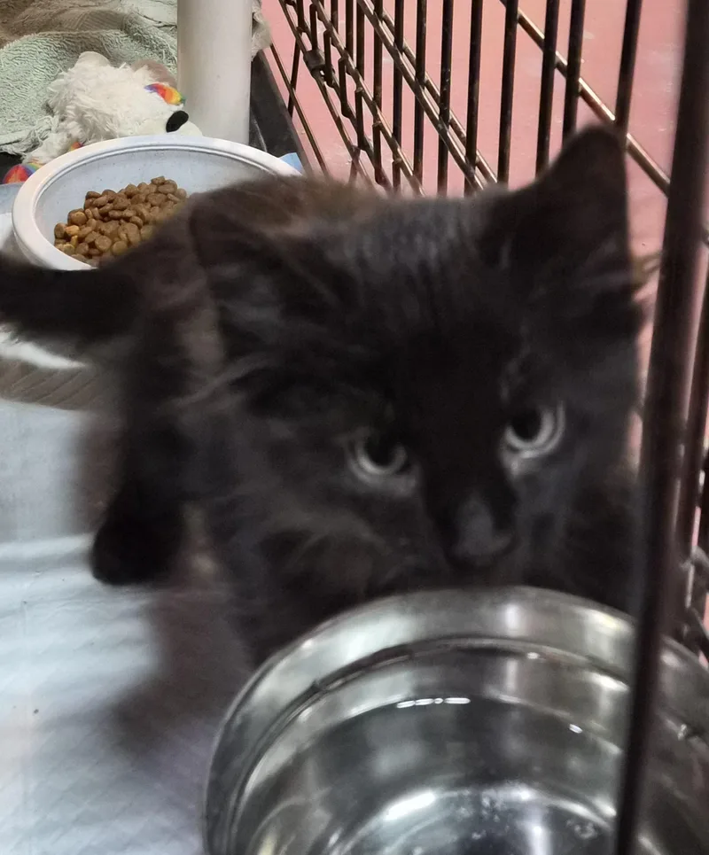 Piper thumbnail 2
