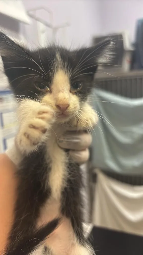 A baby medium-sized male Domestic Short Hair cat named Timmy for adoption in New Braunfels, TX