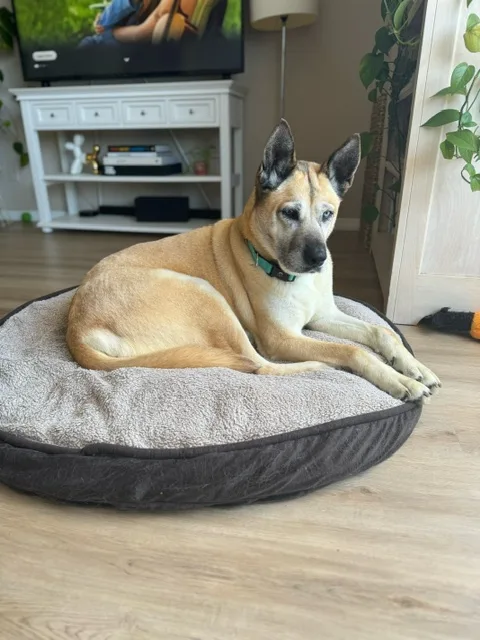 Opal Gem thumbnail 3