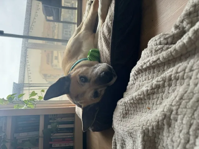 Opal Gem thumbnail 4