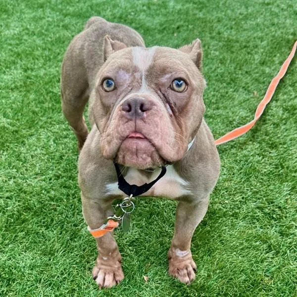 Pringles thumbnail 2