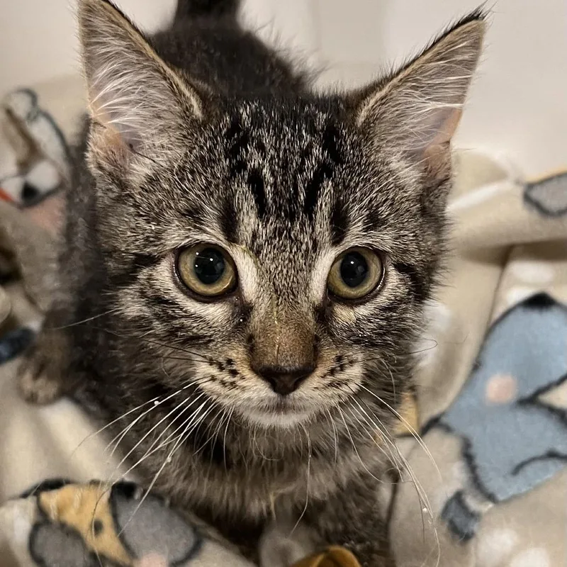 A baby small-sized female Domestic Short Hair cat named Quadlynnn for adoption in Washburn, MO