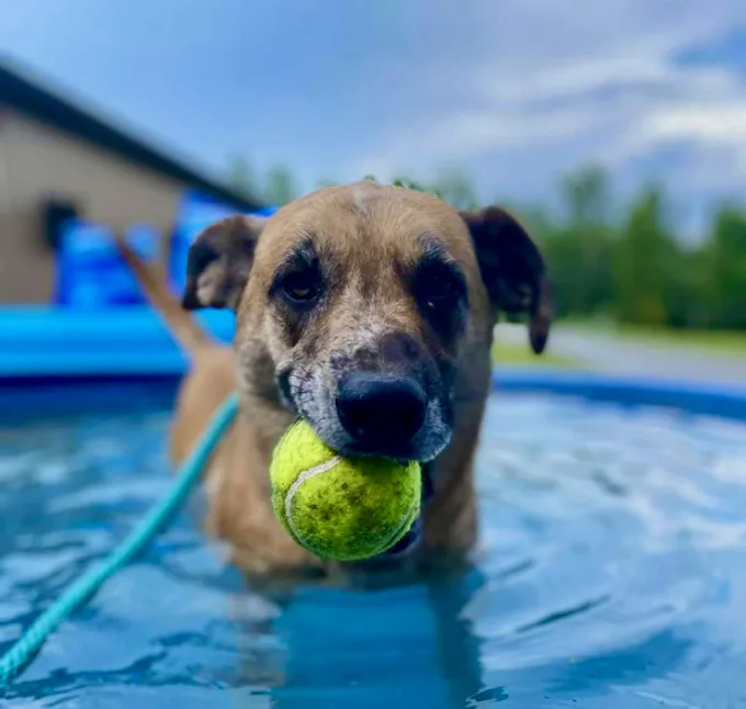 Huckleberry thumbnail 2