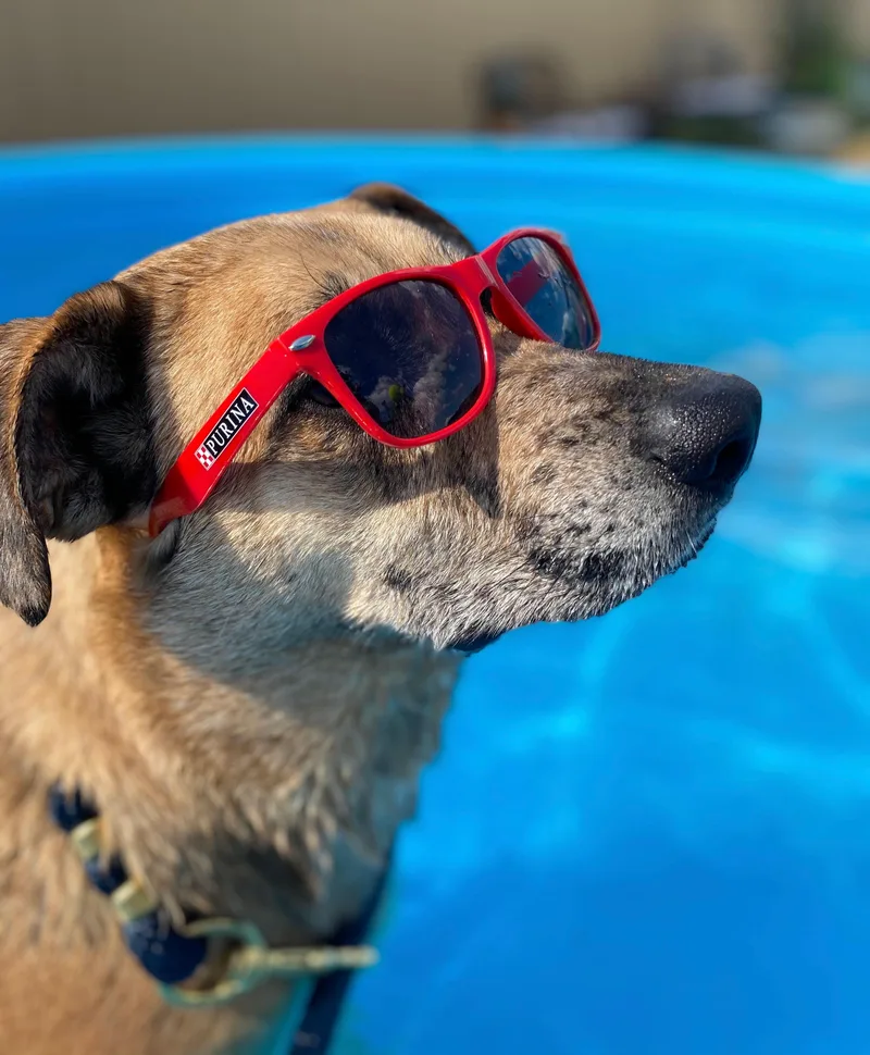 Huckleberry thumbnail 3