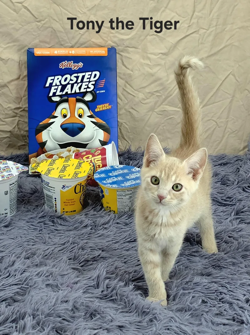 A baby small-sized male Buff / Tan / Fawn Domestic Short Hair cat named Tony The Tiger for adoption in Knoxville, TN