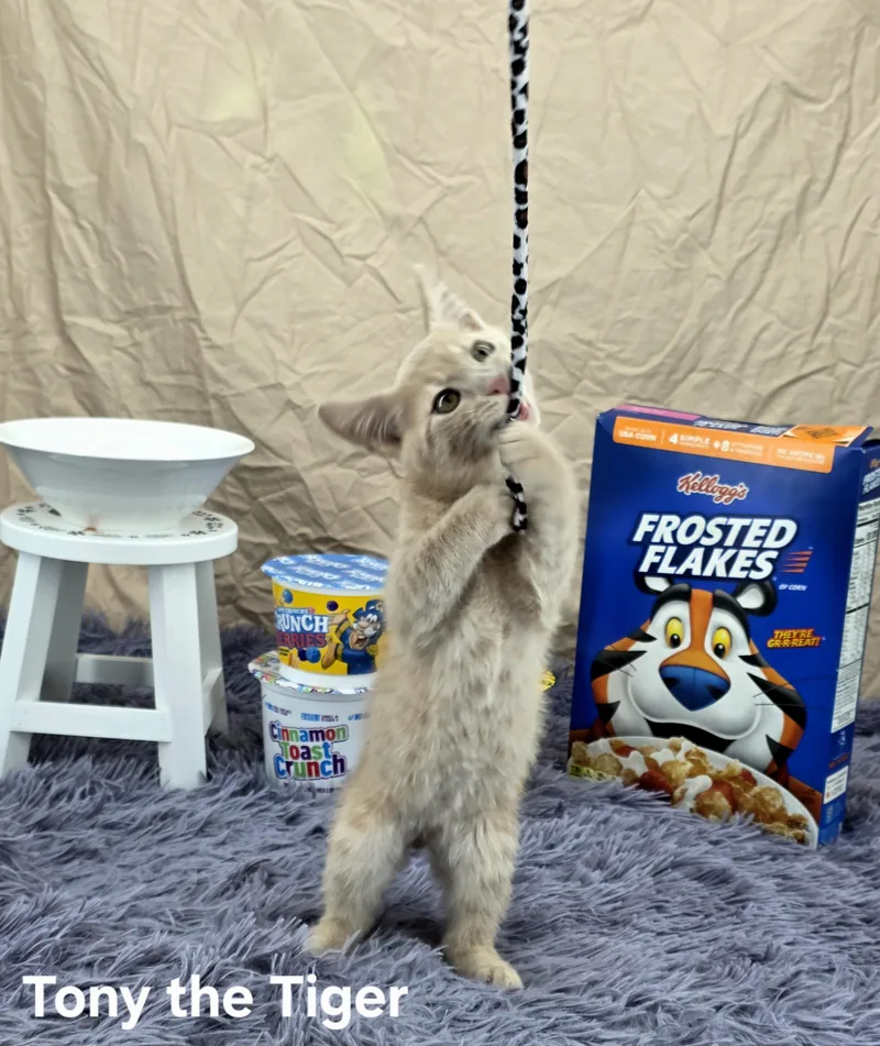 Tony The Tiger thumbnail 3