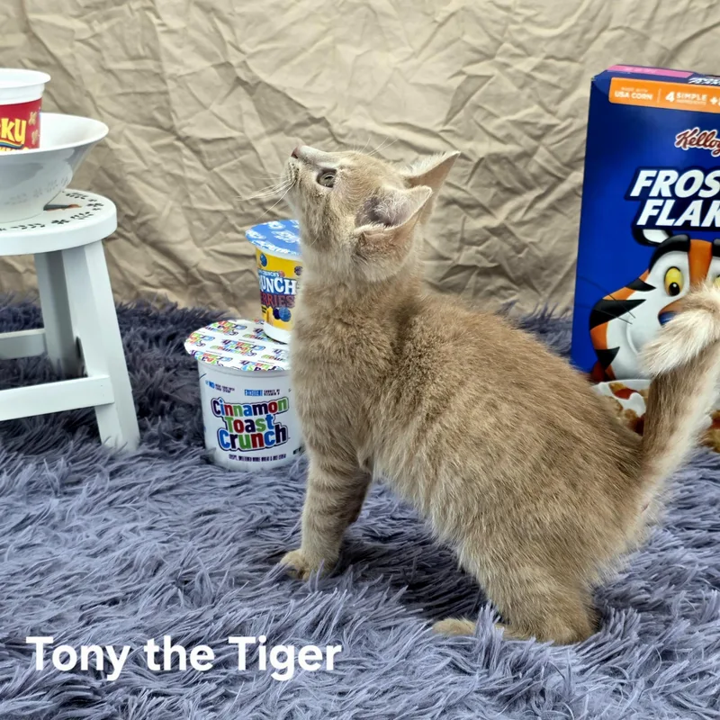 Tony The Tiger thumbnail 4
