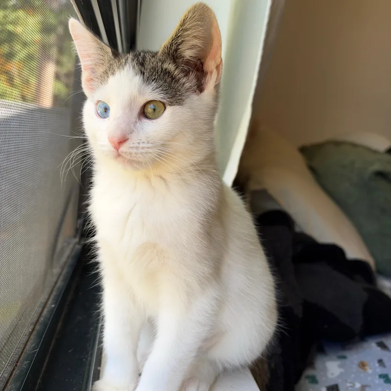 A baby medium-sized female Domestic Short Hair cat named Nami for adoption in Rochester, WA