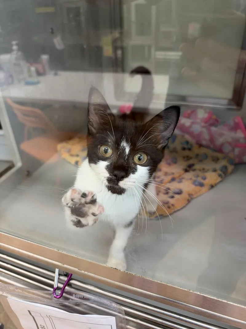 A baby medium-sized female Black & White / Tuxedo Domestic Short Hair cat named Pippi for adoption in Miami Beach, FL