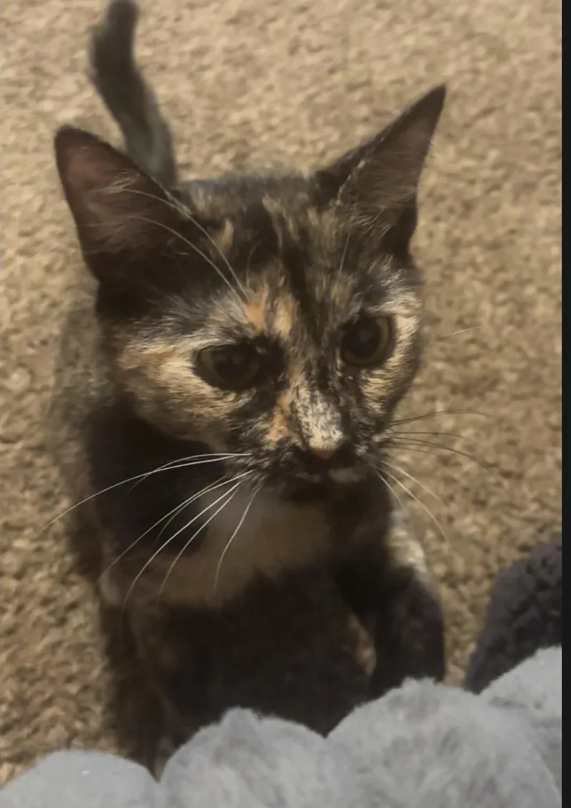 A young medium-sized female Dilute Tortoiseshell Domestic Short Hair cat named Nola for adoption in Freemansburg, PA