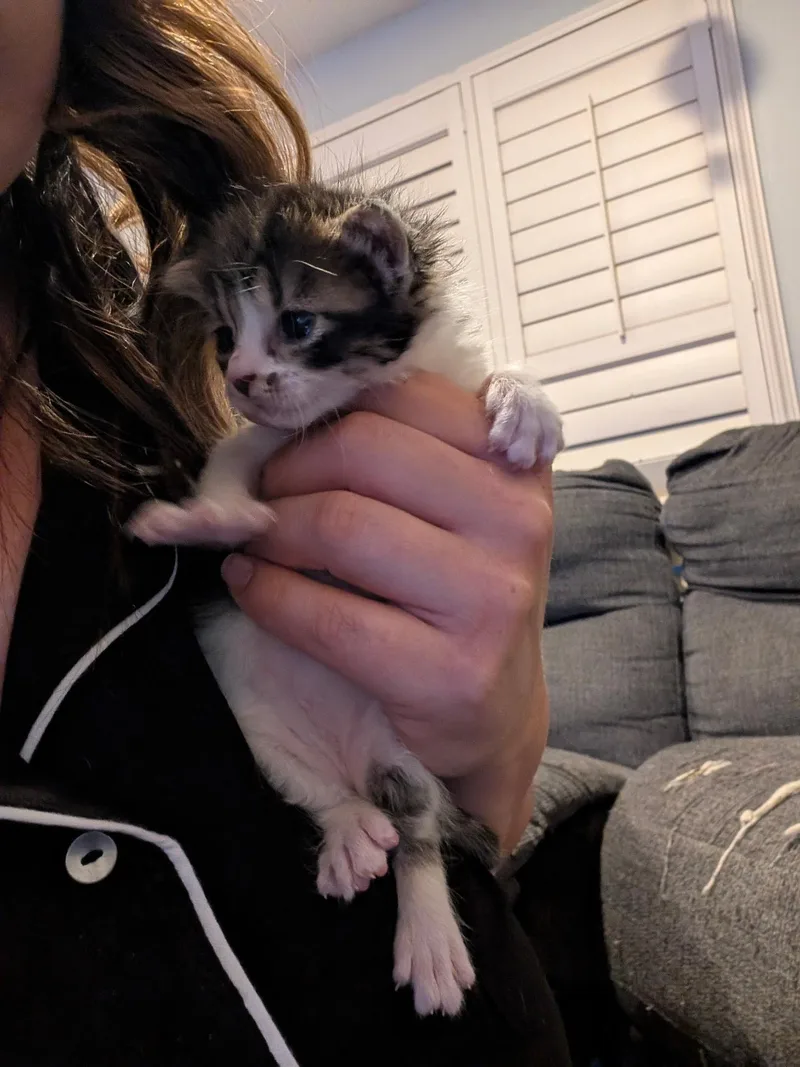 A baby medium-sized male Tabby (Brown / Chocolate) Domestic Short Hair cat named Red for adoption in Fruit Heights, UT