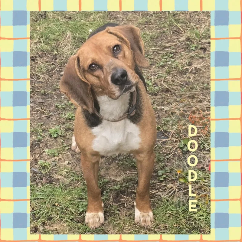 A young medium-sized male Beagle dog named Doodle for adoption in Mokena, IL