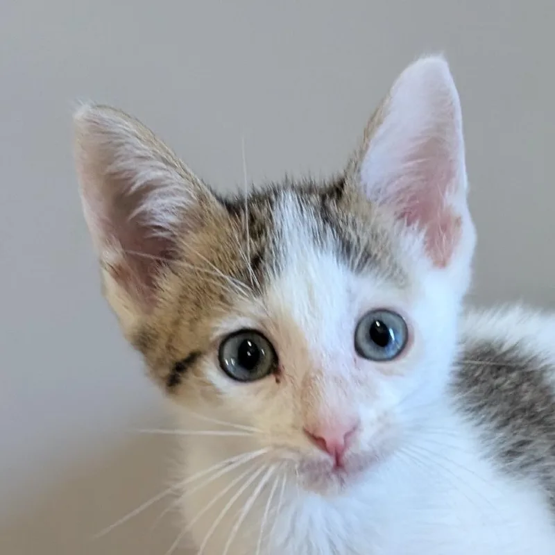A baby small-sized male White Domestic Short Hair cat named Piston for adoption in Ottawa, KS