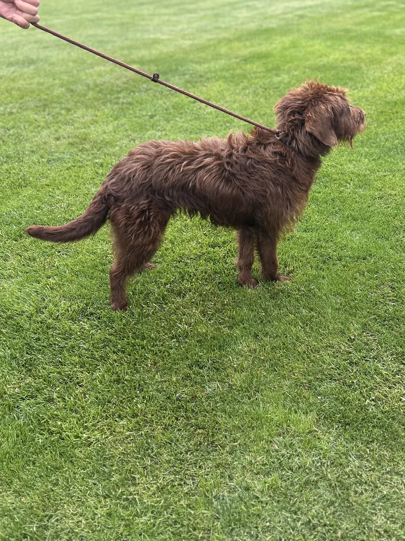 An adult medium-sized female Labradoodle dog named Nestlegmail.com for adoption in Rossford, OH