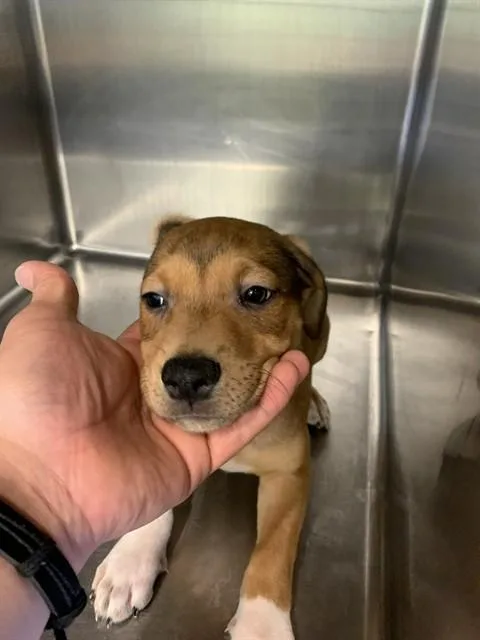 A baby small-sized female American Staffordshire Terrier dog named Scary Spice for adoption in Grand Prairie, TX
