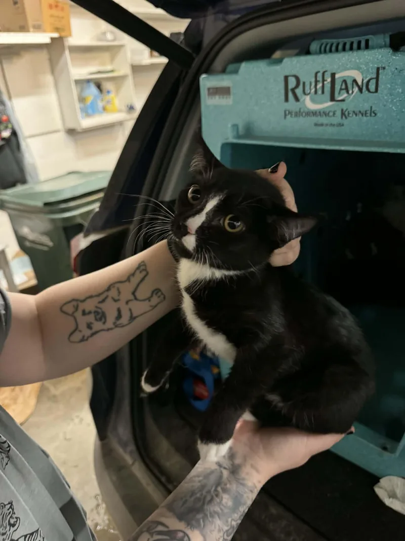 A young small-sized male Domestic Medium Hair cat named Mashed Potatoes for adoption in Wasilla, AK