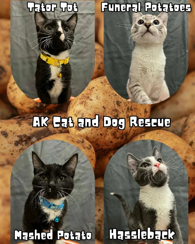 Mashed Potatoes thumbnail 2
