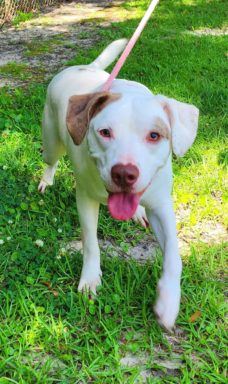 A young medium-sized male White / Cream Mixed Breed dog named Gary for adoption in Slidell, LA