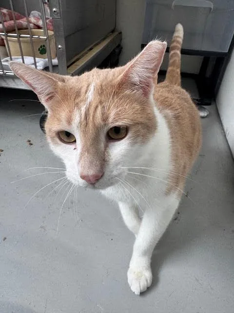 A young large-sized male Orange & White Domestic Short Hair cat named Sparks for adoption in Marina del Rey, CA