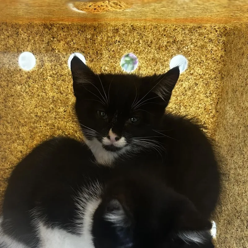 A baby small-sized male Black Domestic Short Hair cat named Moon for adoption in Philadelphia, PA