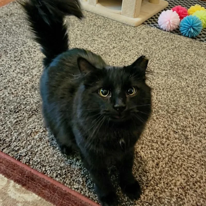 An adult large-sized male Black Domestic Long Hair cat named Pepper for adoption in Charlottesville, VA