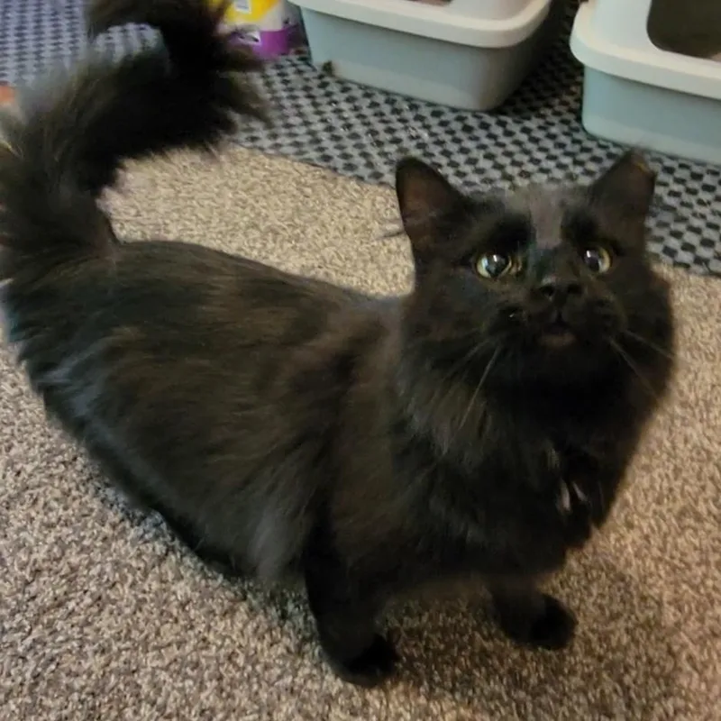 Pepper thumbnail 2