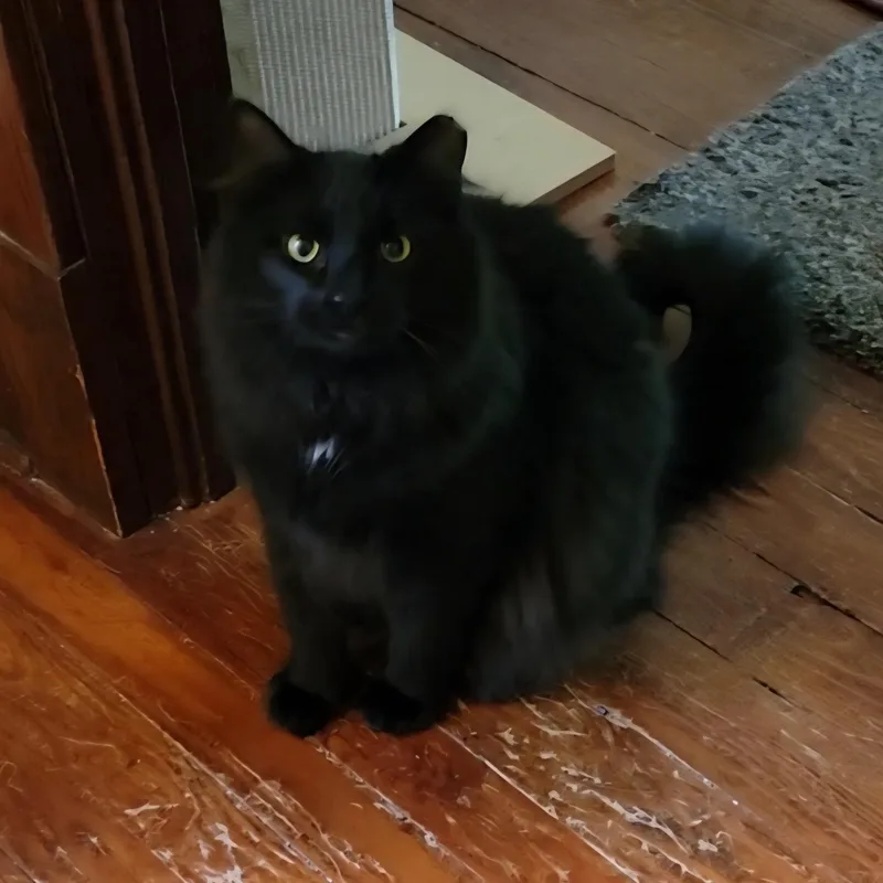 Pepper thumbnail 3