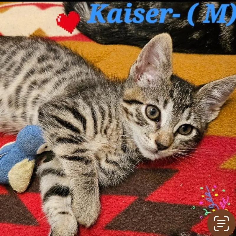A baby small-sized male Brown / Chocolate Domestic Short Hair cat named Kaiser for adoption in Westminster, CA
