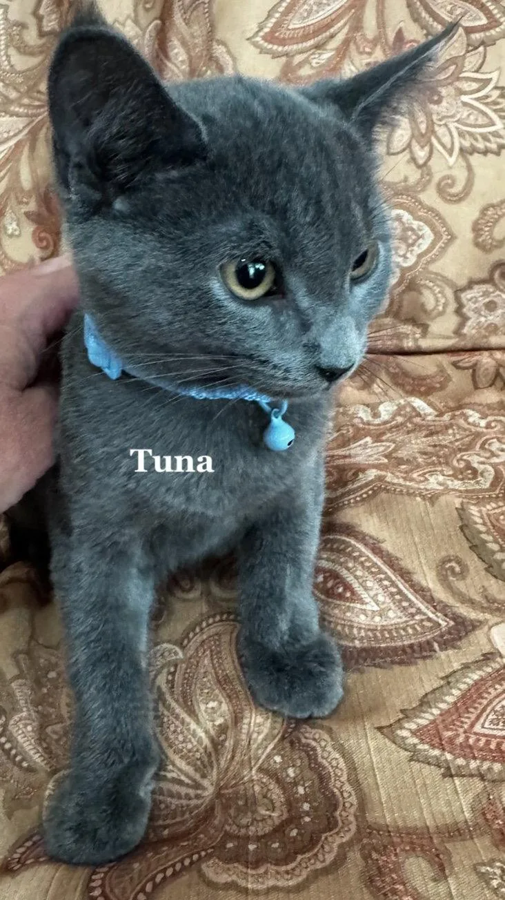 A baby medium-sized male Gray / Blue / Silver Domestic Short Hair cat named Tuna for adoption in Morehead, KY