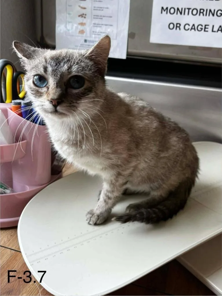 A baby medium-sized female Siamese cat named Rapunzel for adoption in Sunrise Beach, MO