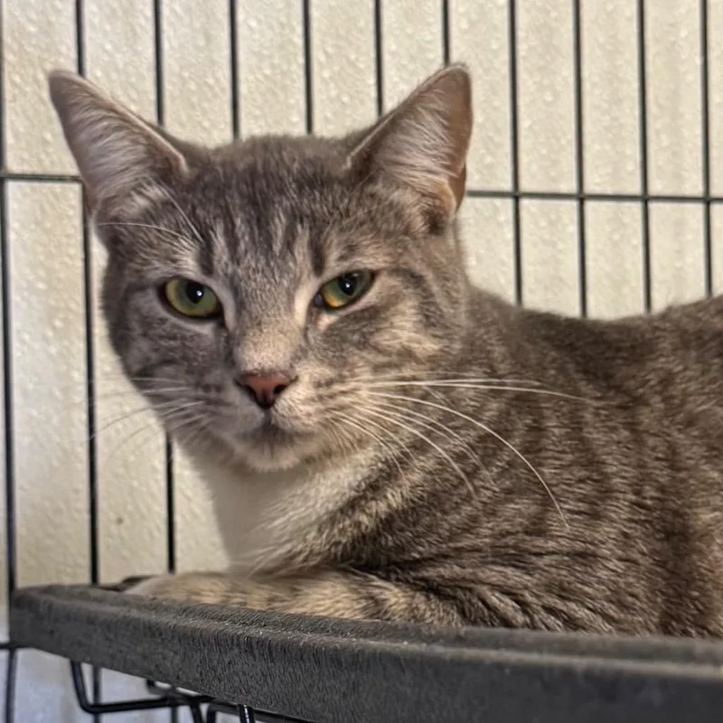 A baby medium-sized female Domestic Short Hair cat named Shelby for adoption in Saginaw, MI