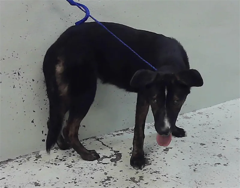 A young small-sized female German Shepherd Dog dog named Jessie for adoption in Houston, TX