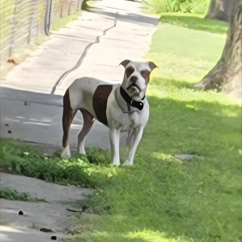 An adult large-sized male White / Cream Pit Bull Terrier dog named AURORocky for adoption in Aurora, MO